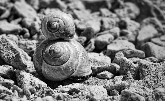 Schneckenhäuser / © bella67/pixabay.com/CC0 Eltern und Kinder