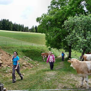 des Männerstammtisches