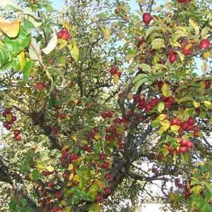 Wallfahrt Maria Bründl