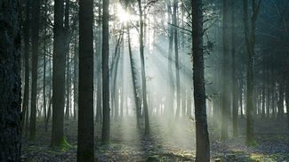 Waldspaziergang Dezember