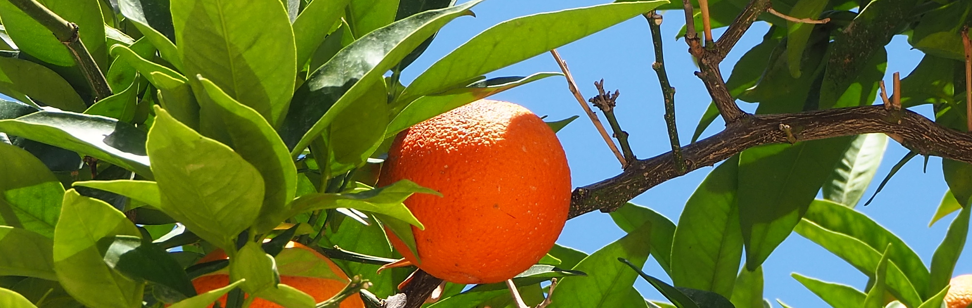 Orangenbaum im Kloster Gonia auf Kreta