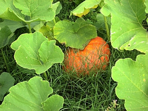 Foto: Ingrid Penner / Foto: Ingrid Penner Kürbis