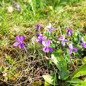 Auch heuer wieder Blühstreifen