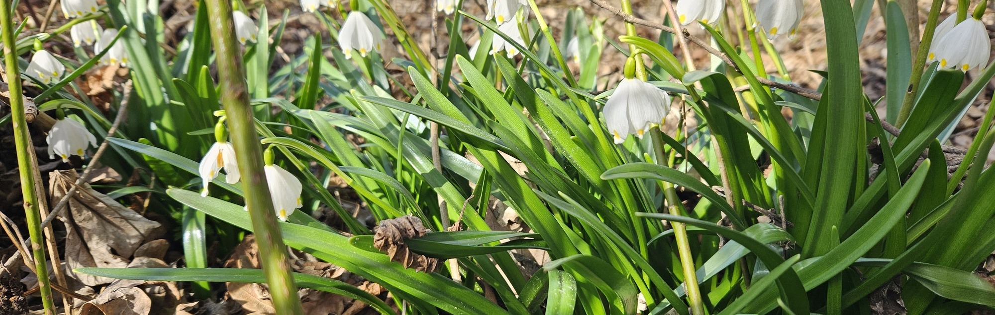 Frühlingsknotenblume_