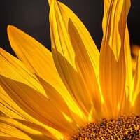 Sonnenblume / © fietzfotos/pixabay.com/Pixabay License Sonnenblume
