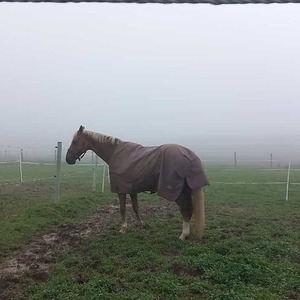 Gunskirchener Pilgertag 2022
