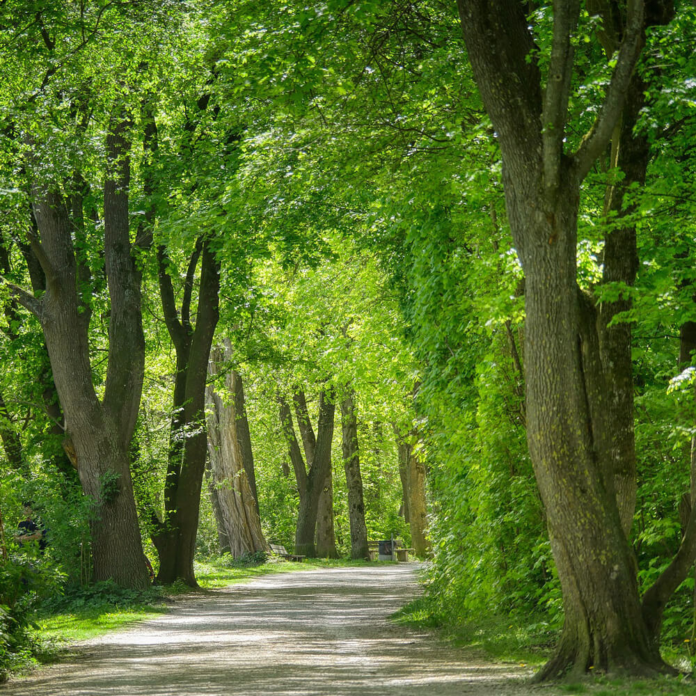 Waldweg