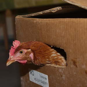 Hühner im Kindergarten