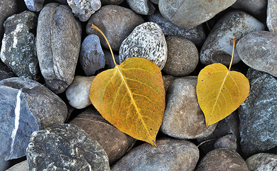Gelbe Blätter auf Steinen