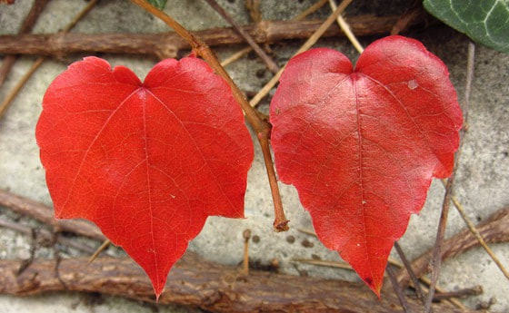 Solidaritätskonzerte