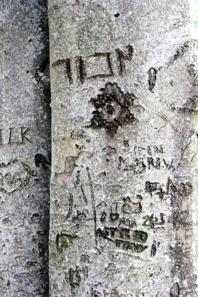 Baumgravur - Erinnerung an die Toten