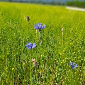 Kornblume