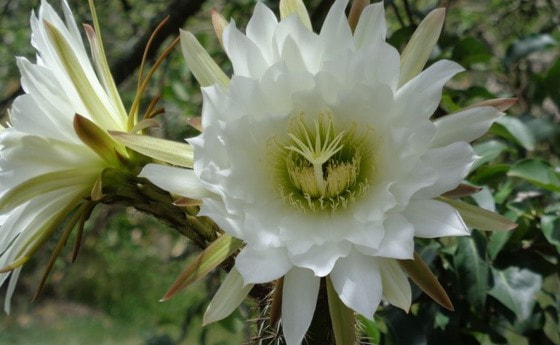 Königin der Nacht Blüte