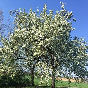 Blühende Bäume