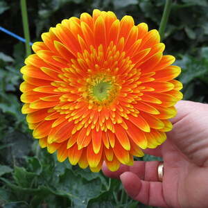 Pfarre Neumarkt im Mühlkreis