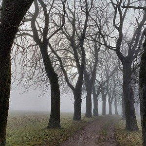 ... in der Wimsbacher Kastanienallee.