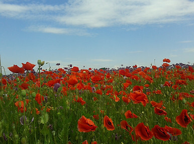 Mohnblumenfeld