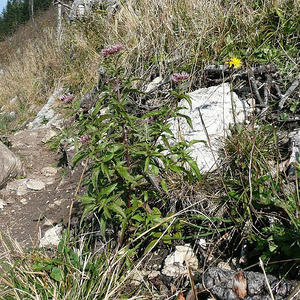 Bergmesse Ennserhütte