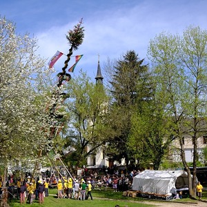 Maibaum 2023