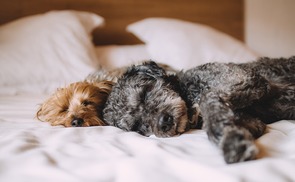 Plädoyer für die Langsamkeit