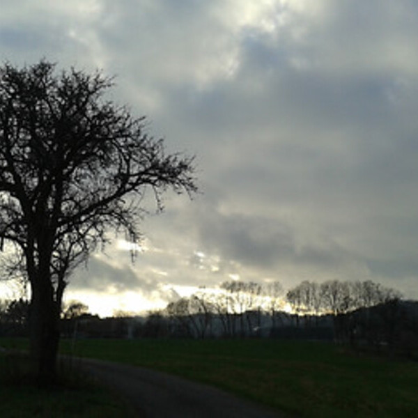 Baum in der Dämmerung