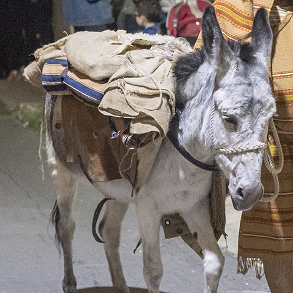 Jesu Weg zum Frieden folgen