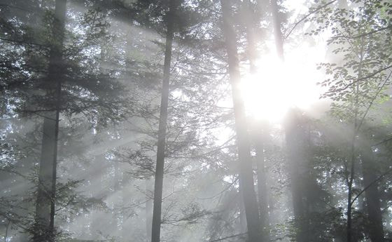 Vom Himmelreich und Arbeitswelten tägliche Leben Ökonomie Güte Gerechtigkeit