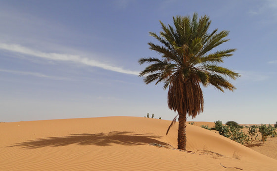 Impuls zur 3. Fastenwoche: beSUCHEn