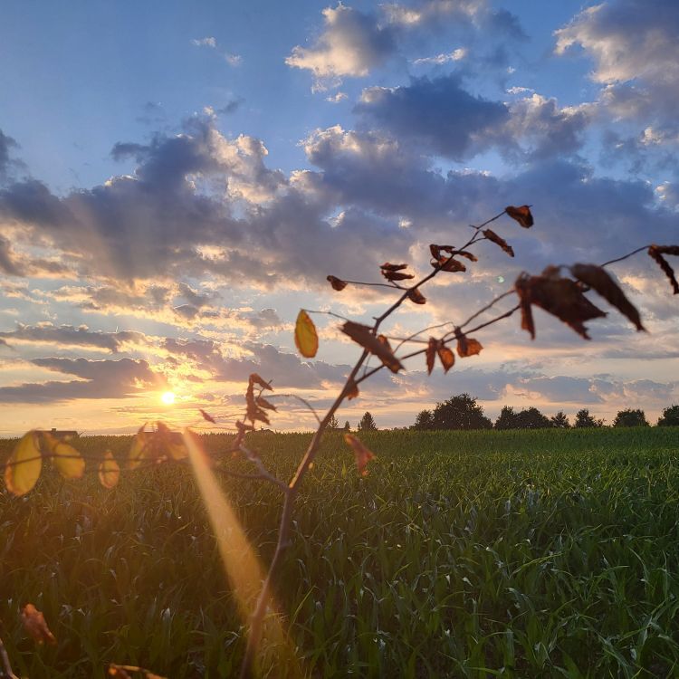Sonntagsblatt / ©Bild für die Pfarrgemeinde Eferding/Ingrid Neundlinger