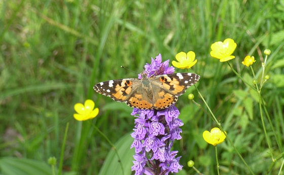 Orchideenwanderung in Micheldorf                                                            