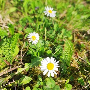 Auch heuer wieder Blühstreifen