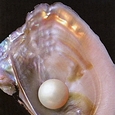 Muschel mit Perle