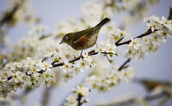 Frühling