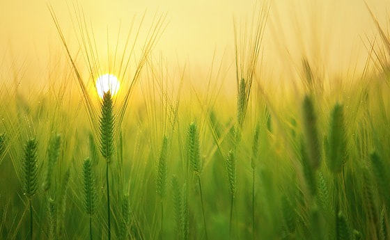 Barley Field Wheat Harvest