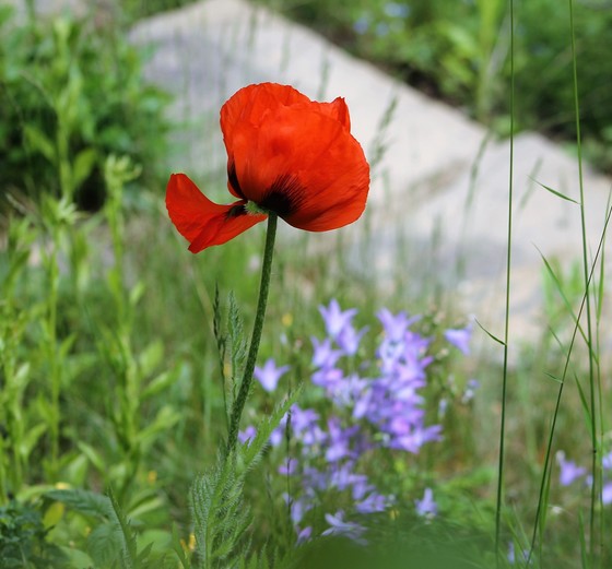 Mohnblume / Magdalena Froschauer-Schwarz