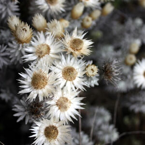 Kilimanjaro-Besteigung von Pfarrer Wimmer