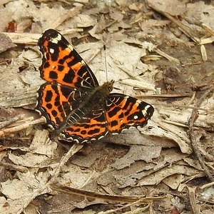 Heidewald Schieferegg - Umweltarbeit in der Diözese Linz