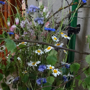 Fronleichnam 2016, Pfarre Neumarkt im Mühlkreis