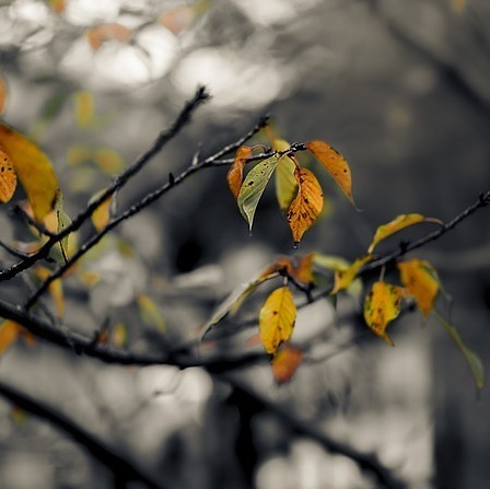 Begleitung des Lebens bis zum Tod/Abschied