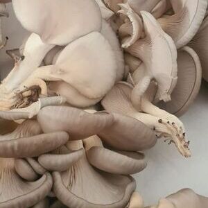 Pilzmanufaktur am Mosberger-Hof