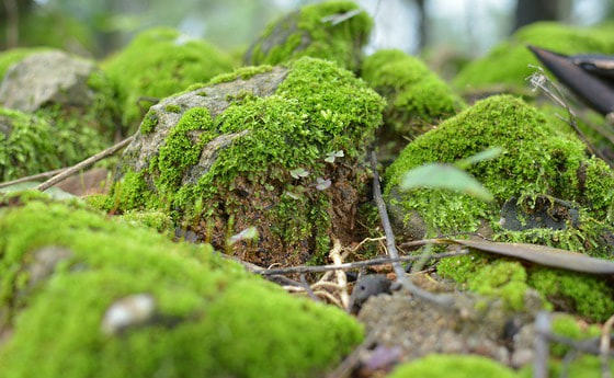 Wallfahrt nach Maria Trost