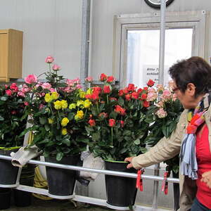 Pfarre Neumarkt im Mühlkreis