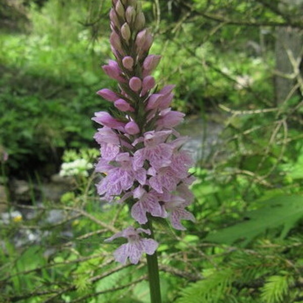 Segen der Erde mit dir...