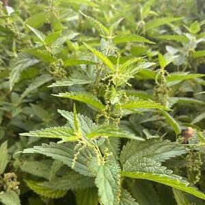 Kräuter Brennnessel