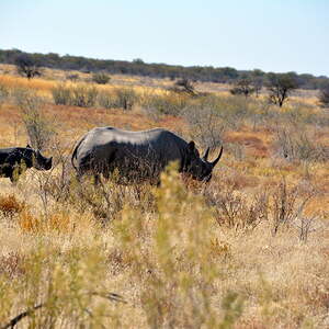 Etosha - Nashorn mit Baby