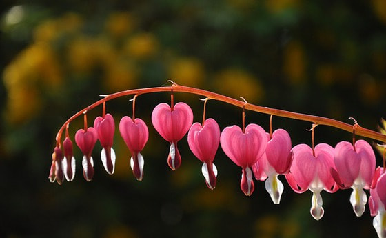 Ein Herz für die Pfarre...