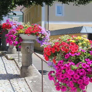 Blumenschmuck Kirchenplatz