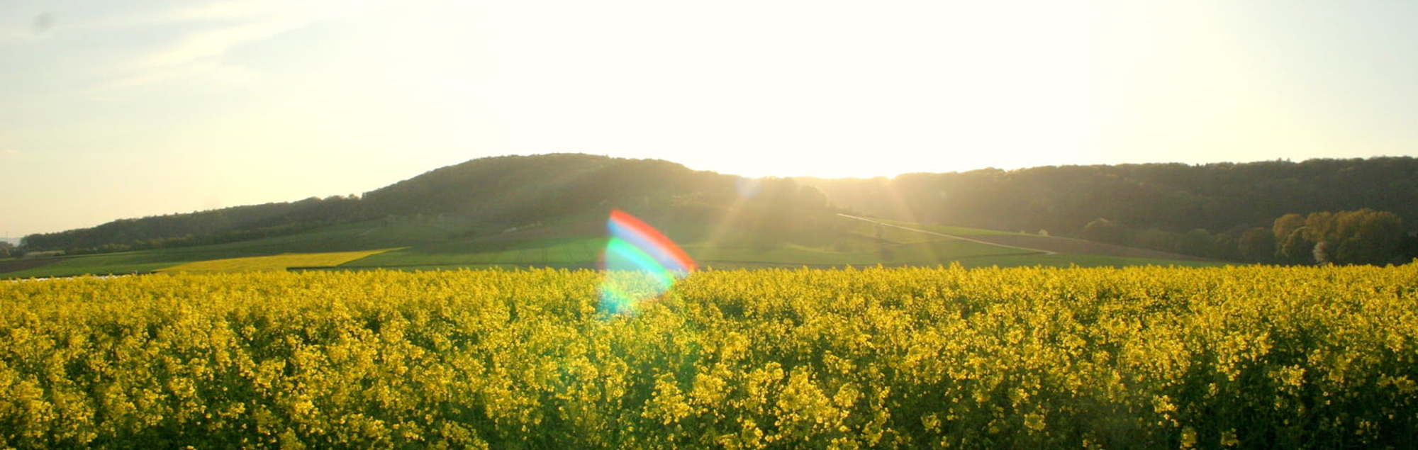 Landschaftsimpression von Licht durchflutet