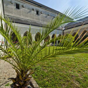 Kreuzgarten im Sommer