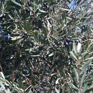 Pilgerreise nach Israel